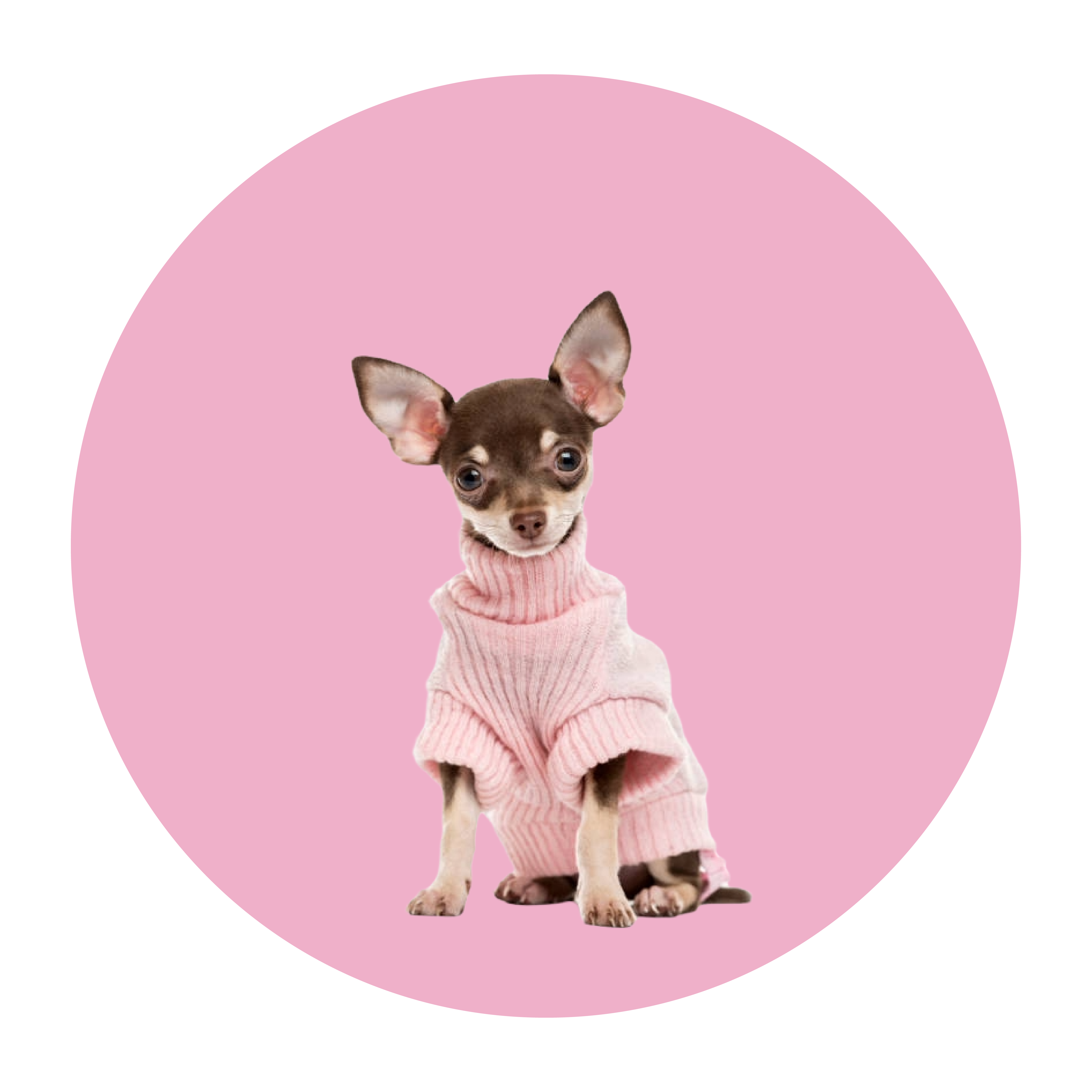 ropa para perro ropa para gato arnes para mascotas arnes para perro general comederos accesorios mascotas medellin pet shop medellin mascotas mde fuentes para gatos