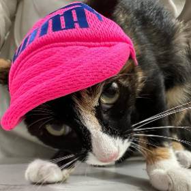 GORRA CACHUCHA PARA MASCOTAS S-M-L-XL
