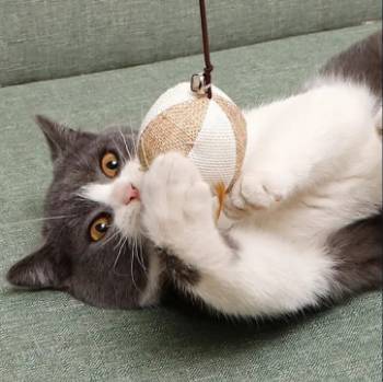 VARA PARA MASCOTA