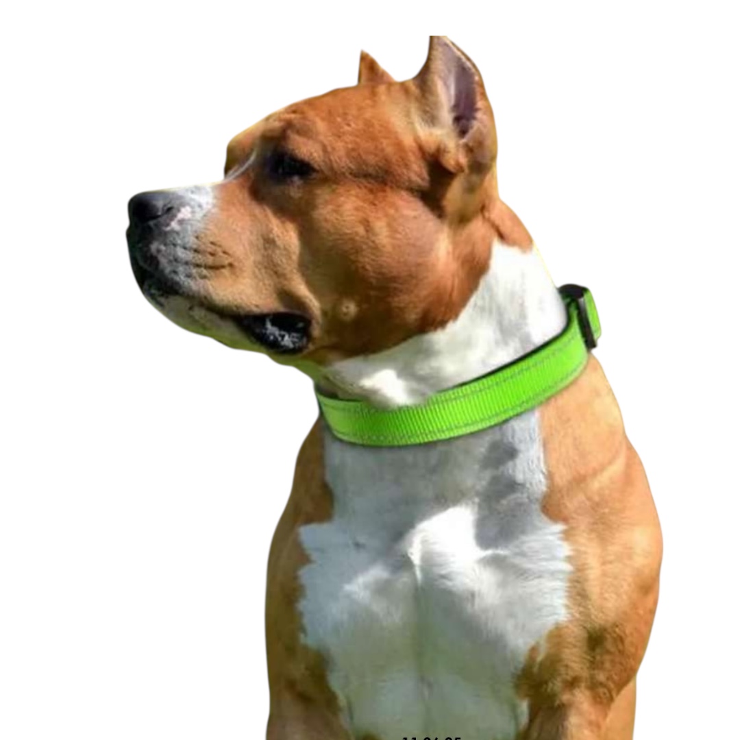 COLLAR COLORES CON SEGURO GRANDE