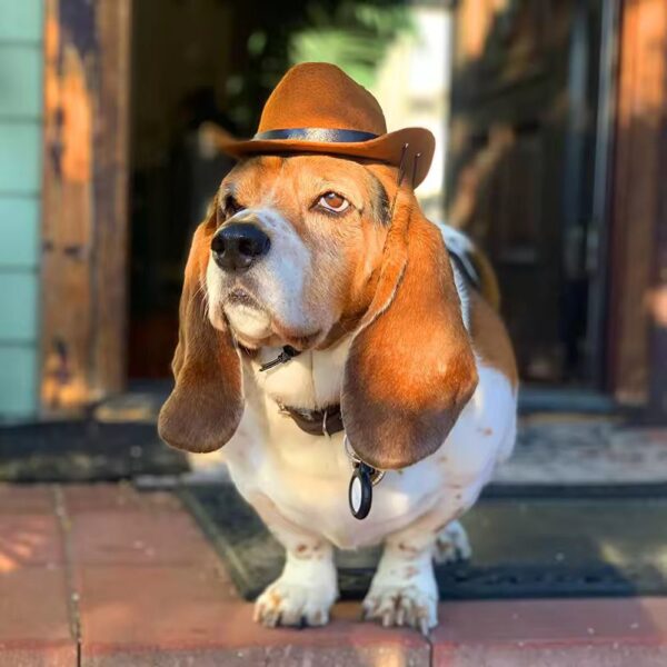 SOMBRERO PARA MASCOTAS - Image 2