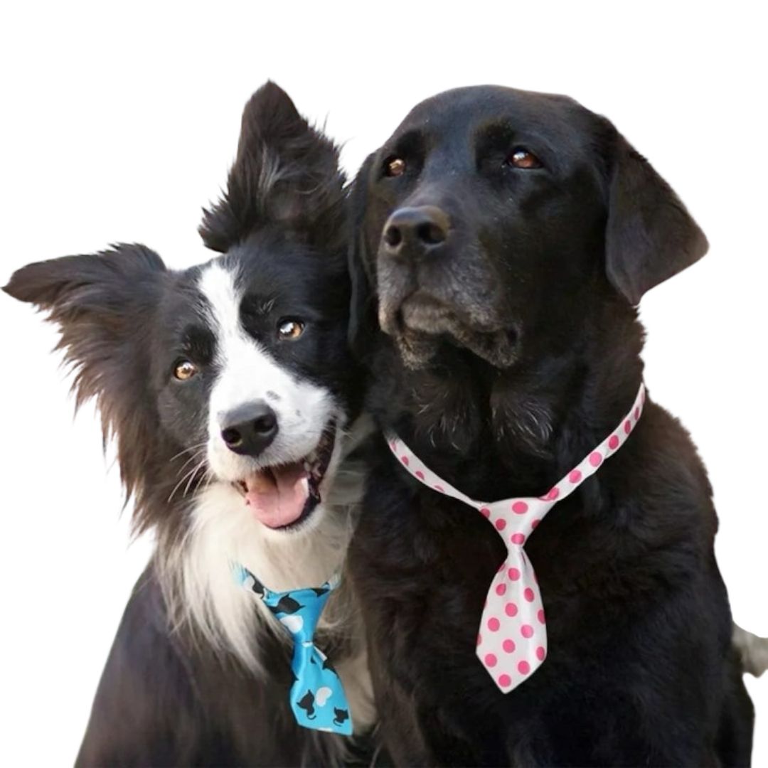 CORBATA PARA MASCOTAS X12