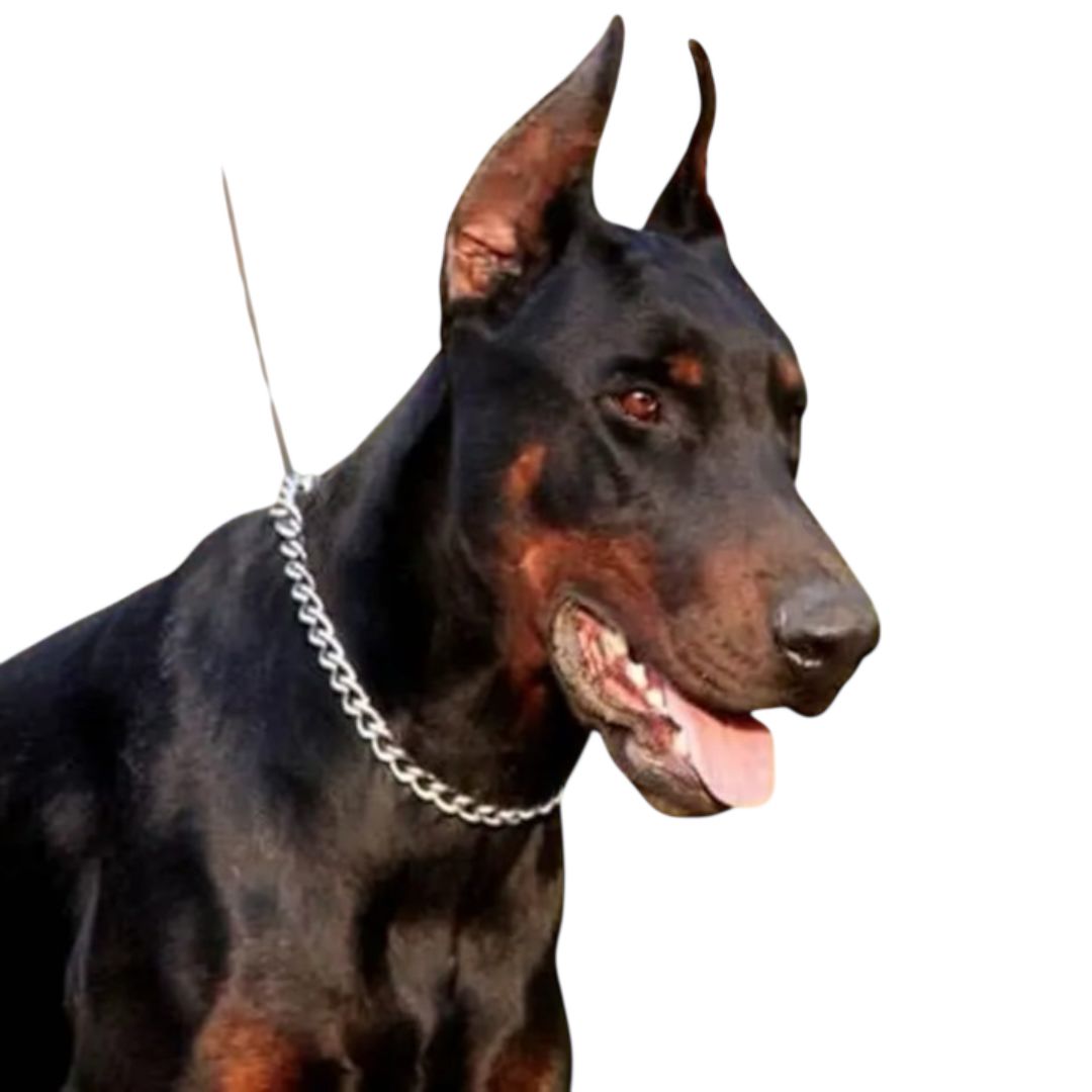 COLLAR CADENA 35-45-55CM