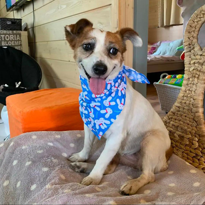 PAÑOLETA PARA MASCOTAS TALLA XS