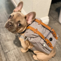 ARNES CON BOLSO CON PORTA BOLSA